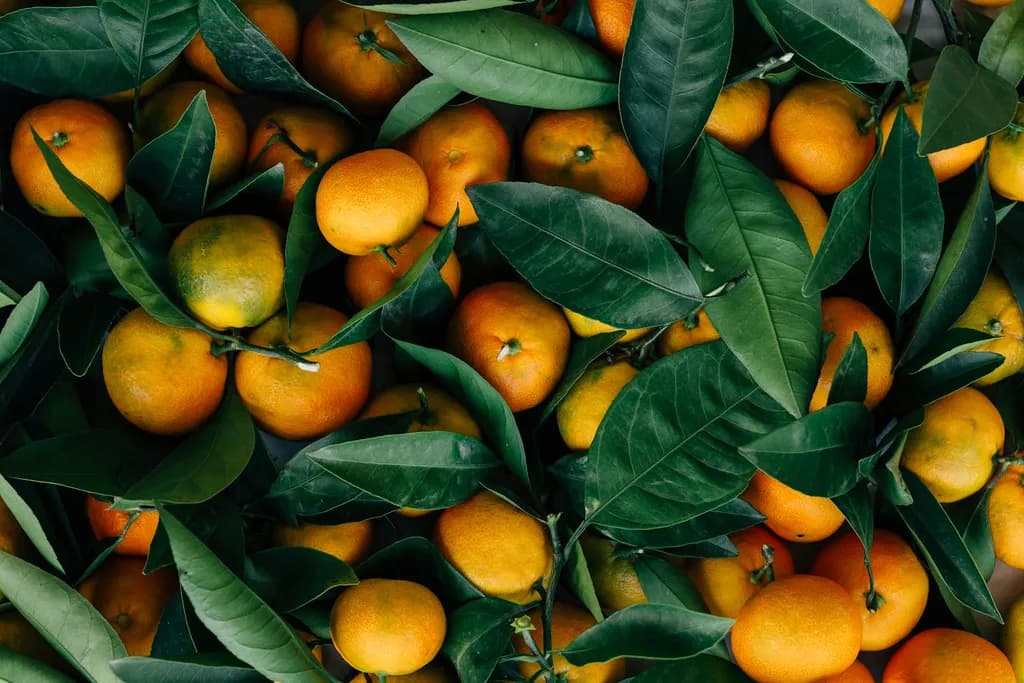 A cluster of fresh whole oranges